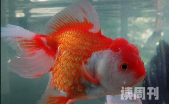 世界上最大的金鱼（足有27斤重，颜色通体为橙色）(5)