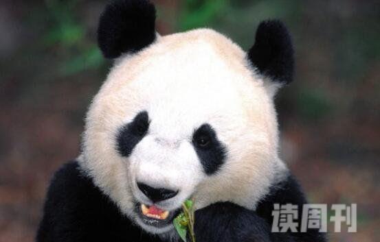 世界上最笨的动物（熊猫一直以来给人们憨憨的、可爱的形象示人）(1)