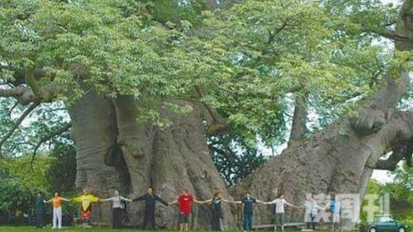 世界上最粗的树（百骑大栗树要三十多个人才能将其合抱住）(1)