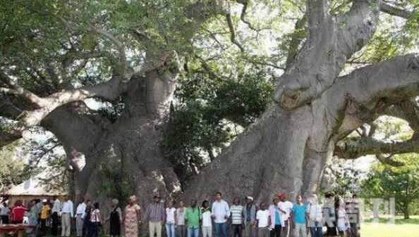 世界上最粗的树（百骑大栗树要三十多个人才能将其合抱住）(2)