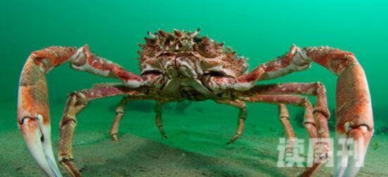 世界上最大的螃蟹（站起来比姚明还高长不少）