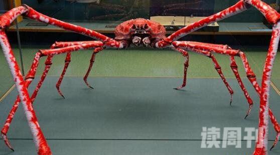 世界上最大的螃蟹（站起来比姚明还高长不少）(2)