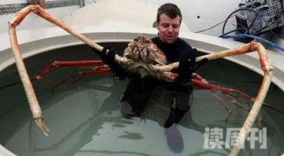 世界上最大的螃蟹（站起来比姚明还高长不少）(4)