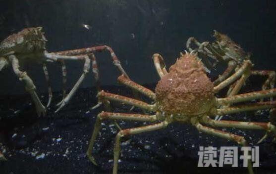 世界上最大的螃蟹（站起来比姚明还高长不少）(5)