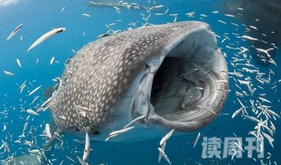 世界上最大的鱼（体积最长可以达到了20米）(4)