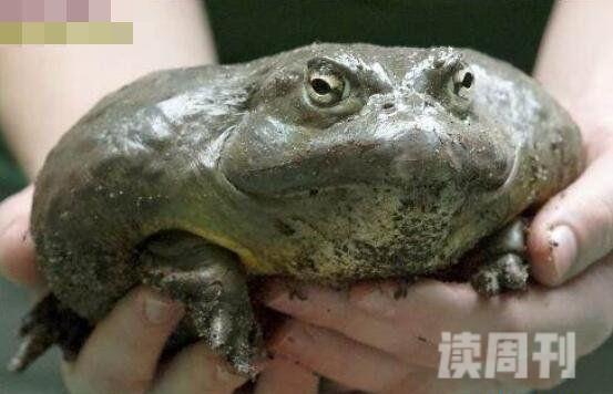 非洲巨蛙最大有多大（体重达到4公斤）(2)