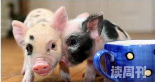 世界上最小的猪（其体型仅有茶杯大小，体长30厘米到40厘米）(1)