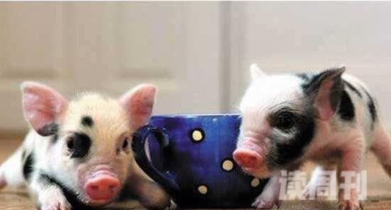 世界上最小的猪（其体型仅有茶杯大小，体长30厘米到40厘米）(2)