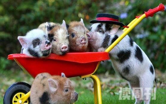 世界上最小的猪（其体型仅有茶杯大小，体长30厘米到40厘米）(3)