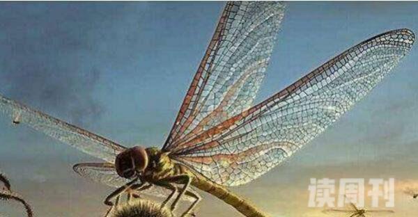 现在世界上最大的蜻蜓（巨脉蜻蜓长达2米4）