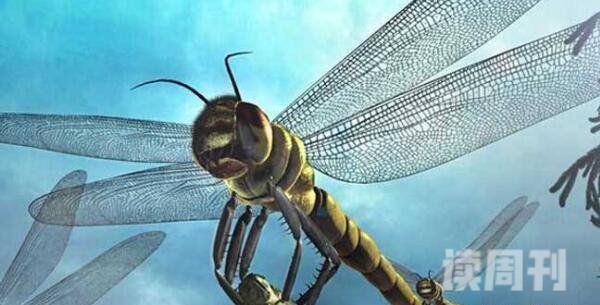 现在世界上最大的蜻蜓（巨脉蜻蜓长达2米4）(2)