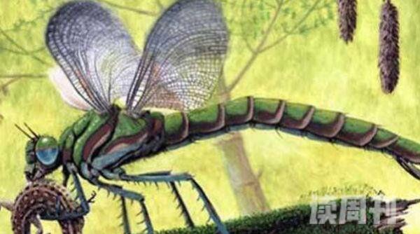 现在世界上最大的蜻蜓（巨脉蜻蜓长达2米4）(4)