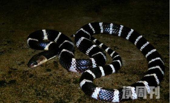 中国最毒的蛇（银环蛇毒液进入人的身体，就会使人即刻毙命）(3)