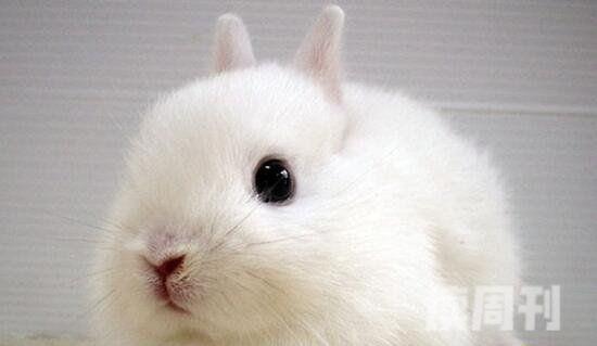 世界上最小的兔子（侏儒兔的头就像一个苹果一样大小）(1)