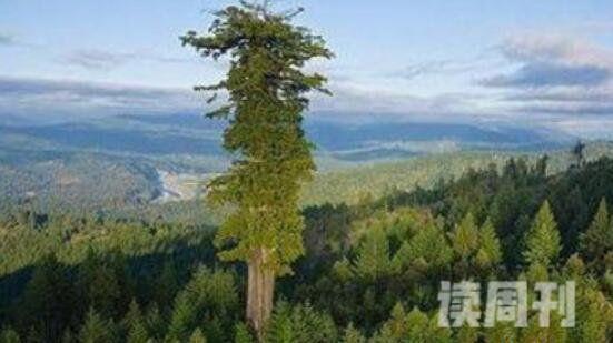 世界上最高的树（杏仁桉高达156米，可以说从下往上仰望高不可攀）(3)