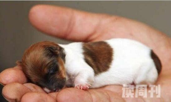 世界上最小的狗（喝水的杯子就可以装起来）