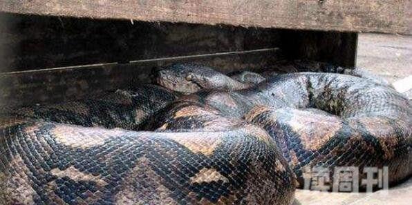 世界上最长的蛇（体长14.85米，重达447公斤）