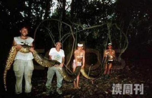 世界上最长的蛇（体长14.85米，重达447公斤）(4)