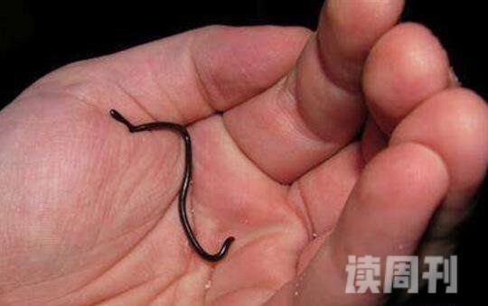 世界上最小的蛇（体长一般在6厘米到17厘米之间）(1)