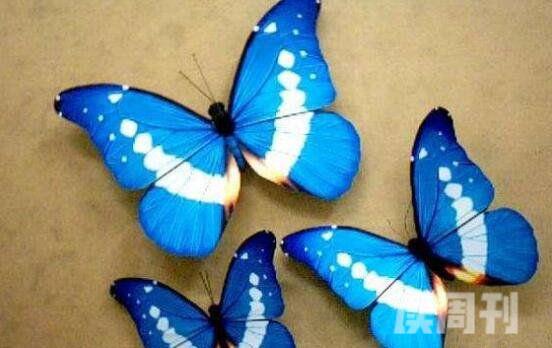 世界上最美丽的蝴蝶（光明女神蝶看上去十分光彩熠熠，甚为迷人）(1)