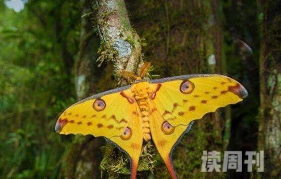 世界上最美丽的蝴蝶（光明女神蝶看上去十分光彩熠熠，甚为迷人）(2)