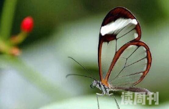 世界上最美丽的蝴蝶（光明女神蝶看上去十分光彩熠熠，甚为迷人）(3)