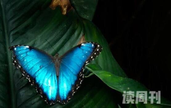 世界上最美丽的蝴蝶（光明女神蝶看上去十分光彩熠熠，甚为迷人）(4)