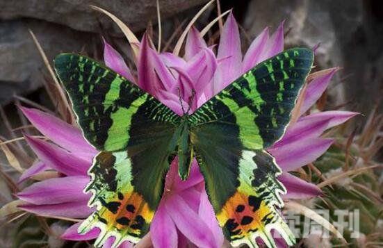 世界上最美丽的蝴蝶（光明女神蝶看上去十分光彩熠熠，甚为迷人）(5)