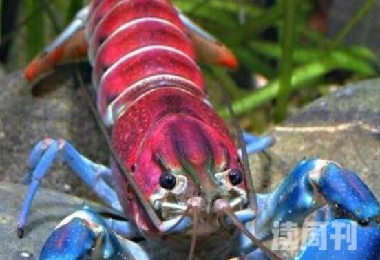 世界最大的龙虾是什么龙虾（中华锦绣龙虾看起来体色多彩明亮）(1)