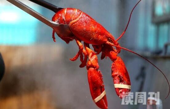 世界最大的龙虾是什么龙虾（中华锦绣龙虾看起来体色多彩明亮）(3)