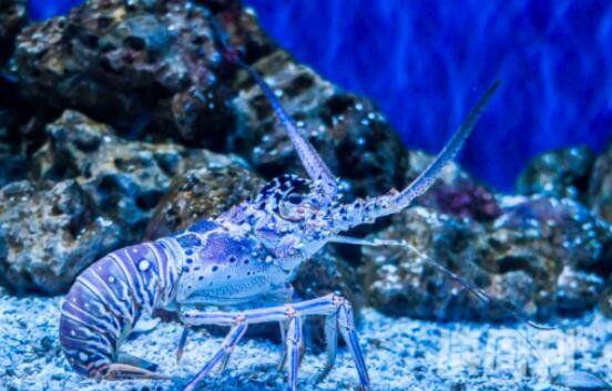 世界最大的龙虾是什么龙虾（中华锦绣龙虾看起来体色多彩明亮）(4)