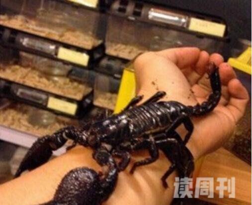 世界上最大的蝎子（非洲帝王蝎身体最长可以达到20厘米）