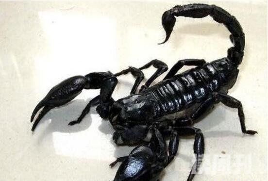 世界上最大的蝎子（非洲帝王蝎身体最长可以达到20厘米）(2)