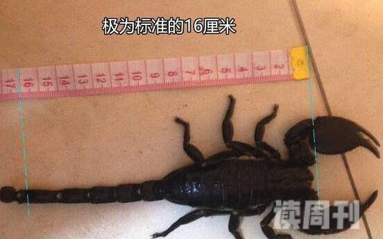 世界上最大的蝎子（非洲帝王蝎身体最长可以达到20厘米）(4)
