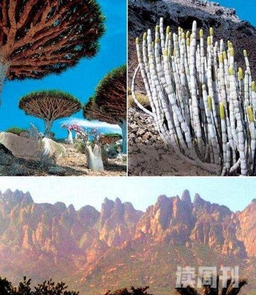 世界上最像外星的小岛索科特拉岛（沙漠玫瑰看起来就像一簇大象腿）(1)