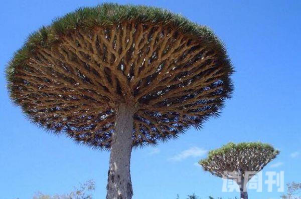 世界上最像外星的小岛索科特拉岛（沙漠玫瑰看起来就像一簇大象腿）(3)