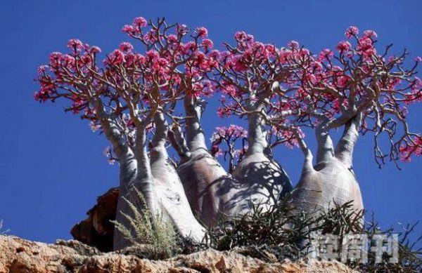 世界上最像外星的小岛索科特拉岛（沙漠玫瑰看起来就像一簇大象腿）