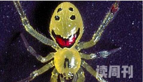 全世界最可爱的蜘蛛（笑脸的蜘蛛人形图案主要是用来恐吓其他的猎食动物）