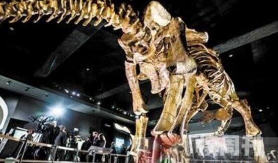 世界最大恐龙化石（泰坦巨龙化石为侏罗纪时代陆地体型最大的恐龙）(3)