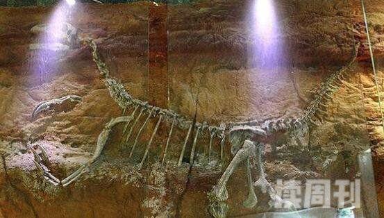 世界最大恐龙化石（泰坦巨龙化石为侏罗纪时代陆地体型最大的恐龙）(4)