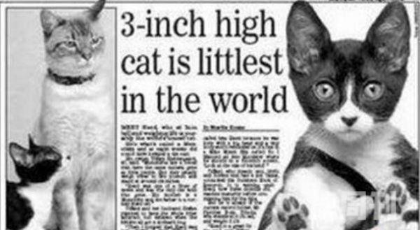世界上最小的猫（皮堡斯成年时的身高仅仅7厘米左右）(2)