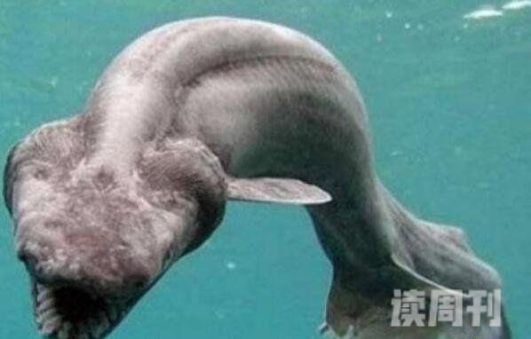世界上最古老的鲨鱼长什么样（皱鳃鲨已在地球上生活了近8000万年）(1)