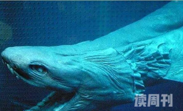 世界上最古老的鲨鱼长什么样（皱鳃鲨已在地球上生活了近8000万年）(3)