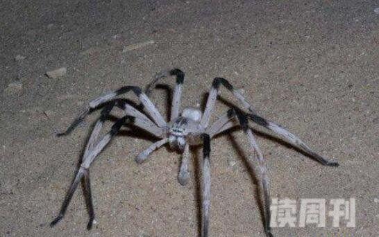世界上腿最长的蜘蛛（蜢蜘腿长可以达到38厘米）