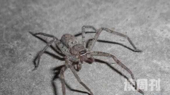 世界上腿最长的蜘蛛（蜢蜘腿长可以达到38厘米）(2)