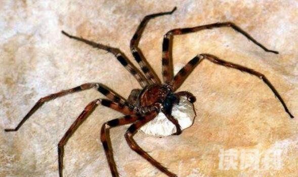 世界上腿最长的蜘蛛（蜢蜘腿长可以达到38厘米）(3)