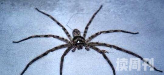 世界上腿最长的蜘蛛（蜢蜘腿长可以达到38厘米）(4)