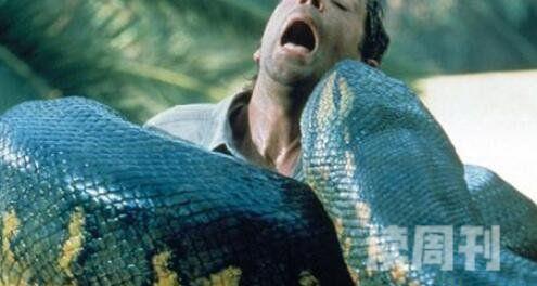 世界上最大的蛇有多大图片大全（亚马逊森蚺最长可达10米以上）(1)