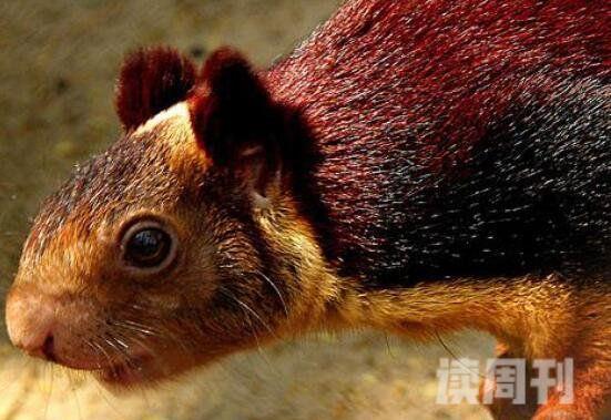 世界上最大的松鼠（松鼠体重为1-3千克眼睛周围遍布黑色眼环）(2)