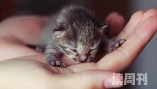 世界上最小的猫只有指甲盖大小（感觉自己的心都要萌化了）